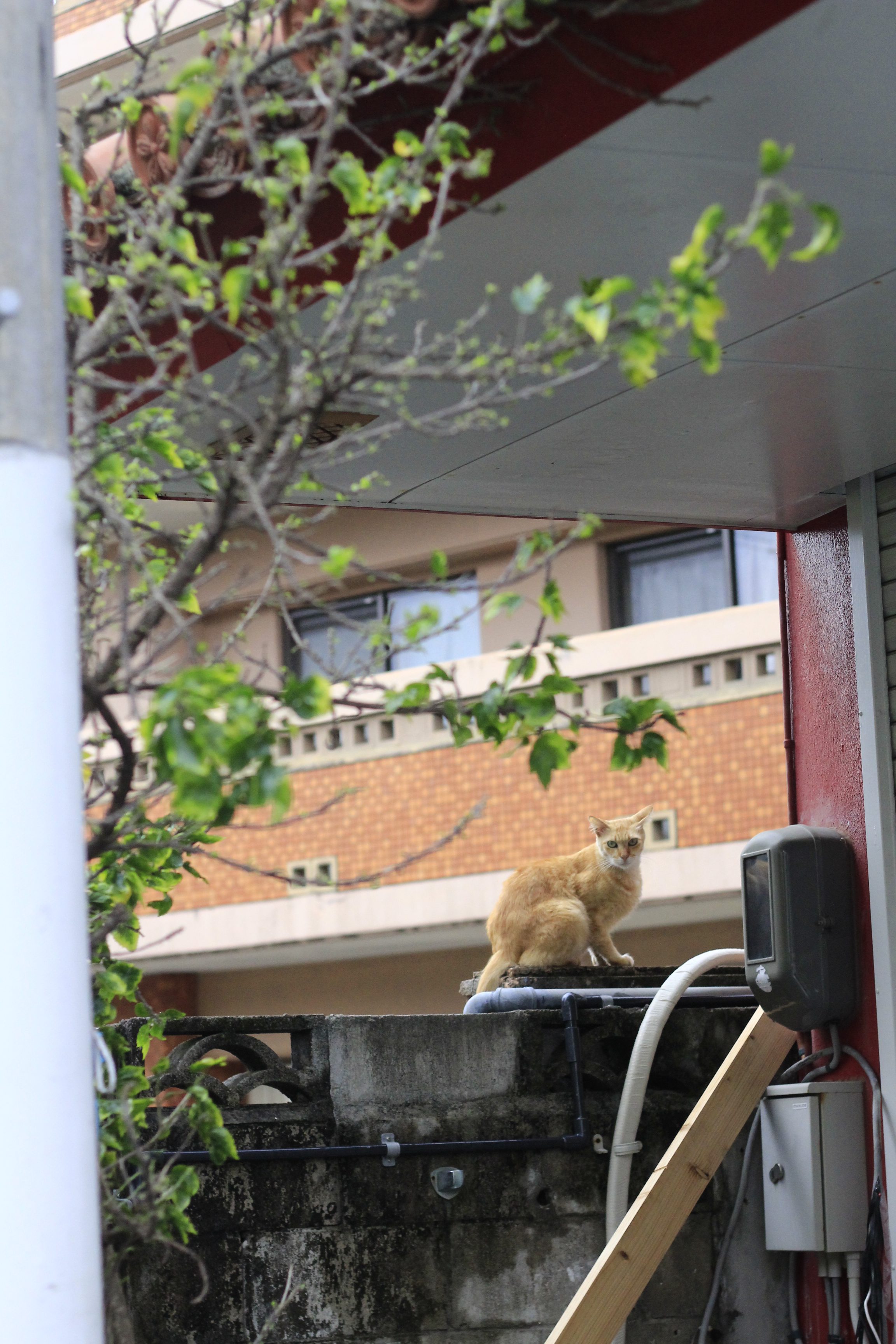 沖縄壺屋通りの猫ちゃん